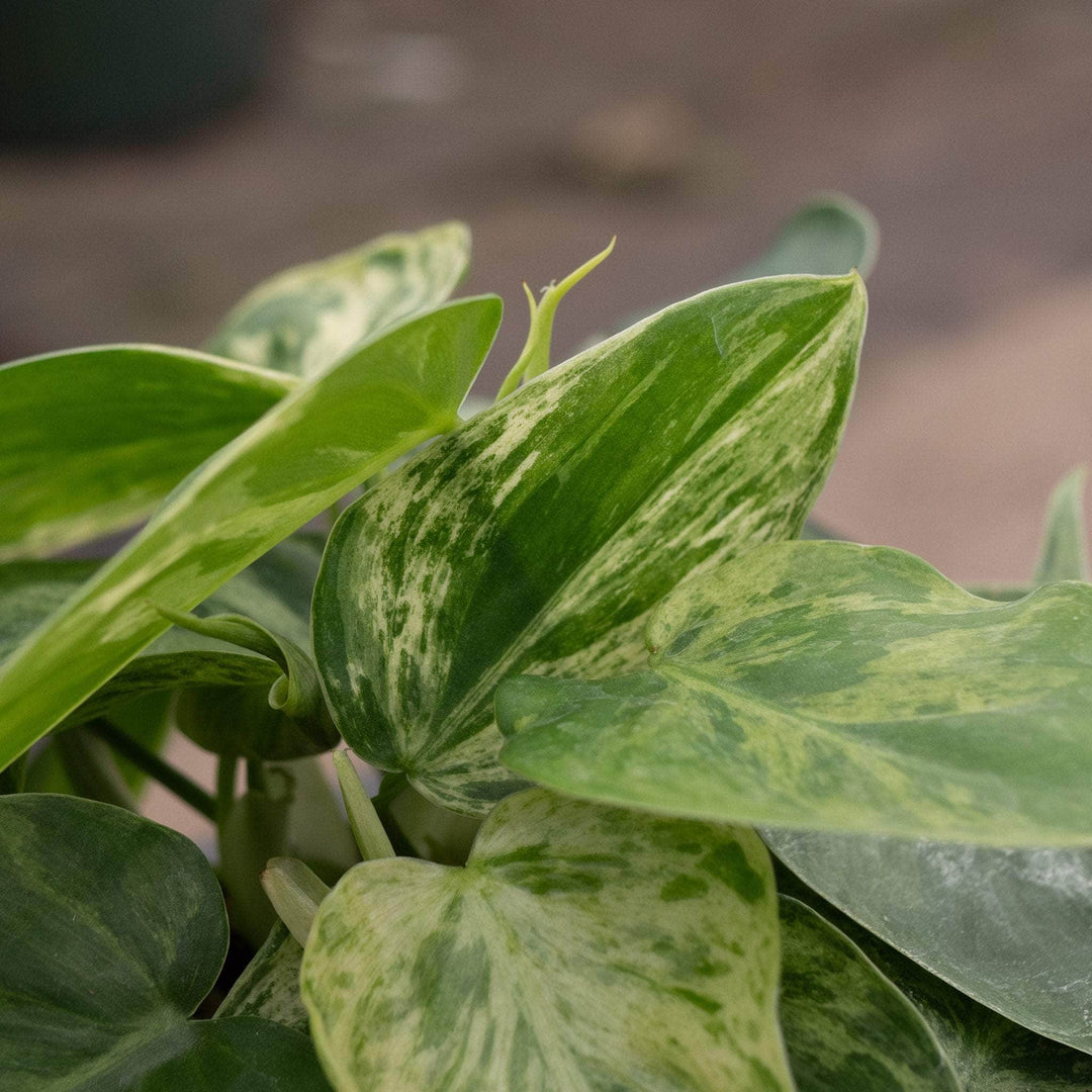 philodendron hederaceum variegated Philodendron hederaceum variegated