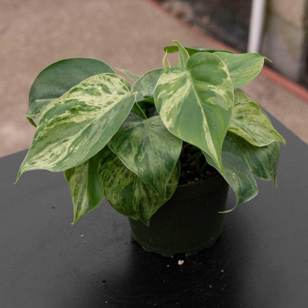 philodendron hederaceum mature Philodendron hederaceum variegated