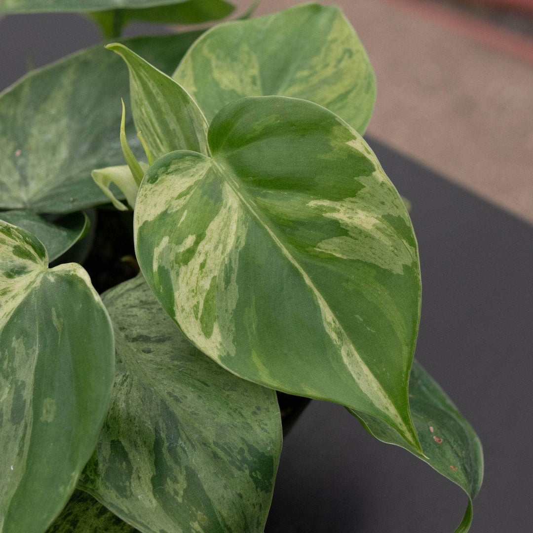 philodendron hederaceum oxycardium variegated Philodendron hederaceum variegated