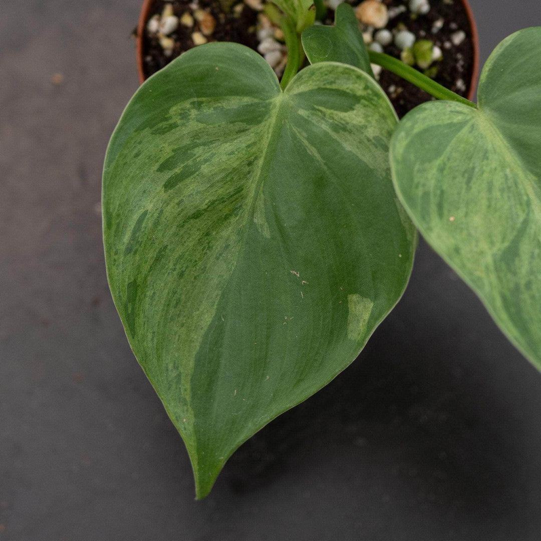 Gabriella Plants Philodendron Philodendron hederaceum variegated