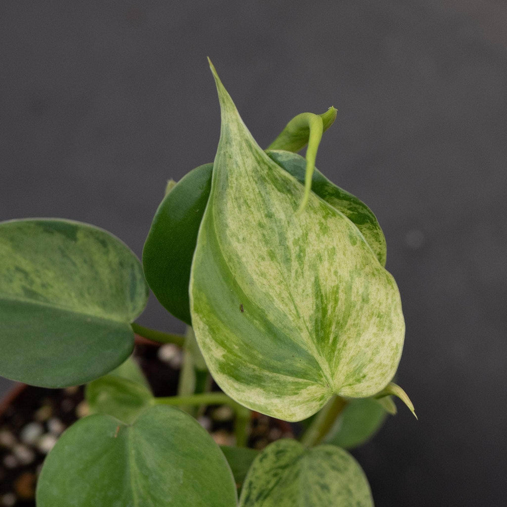 Gabriella Plants Philodendron Philodendron hederaceum variegated