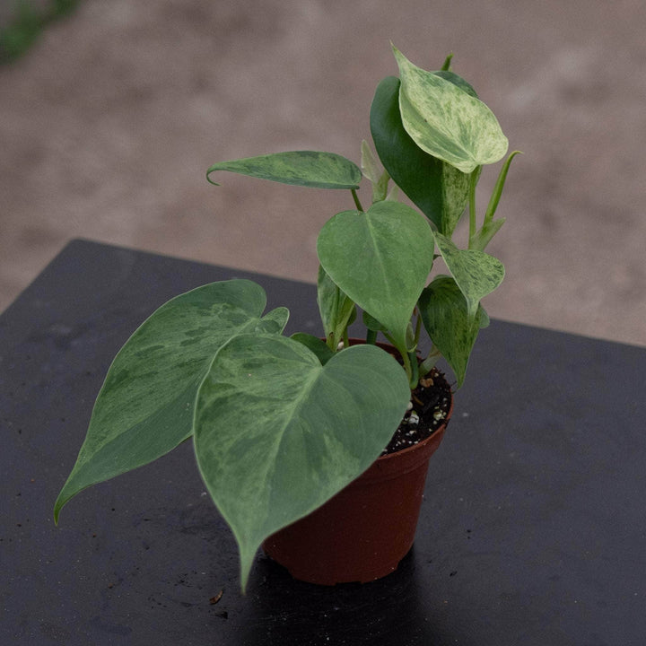 Gabriella Plants Philodendron Philodendron hederaceum variegated