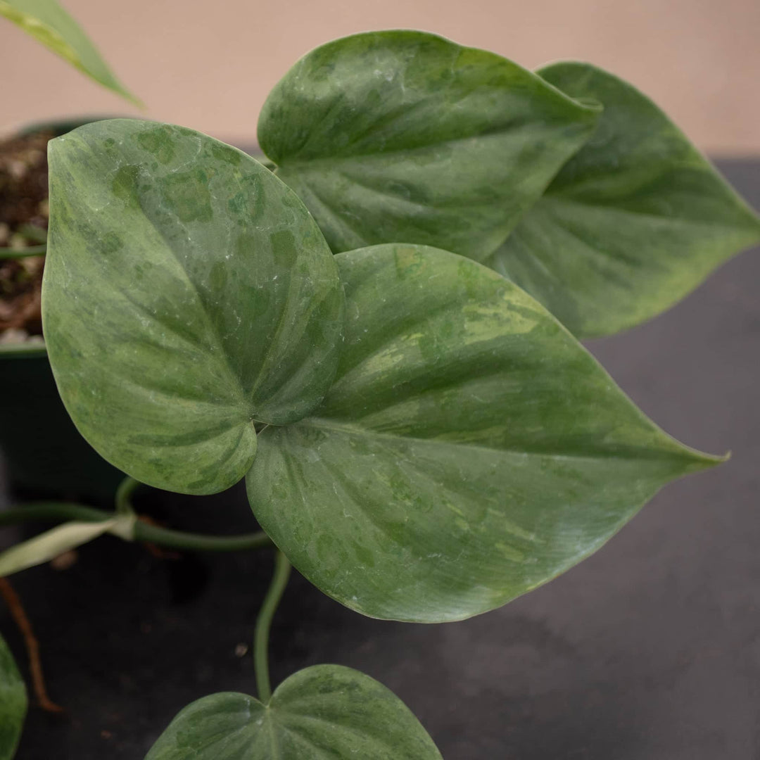 Gabriella Plants Philodendron Philodendron hederaceum variegated