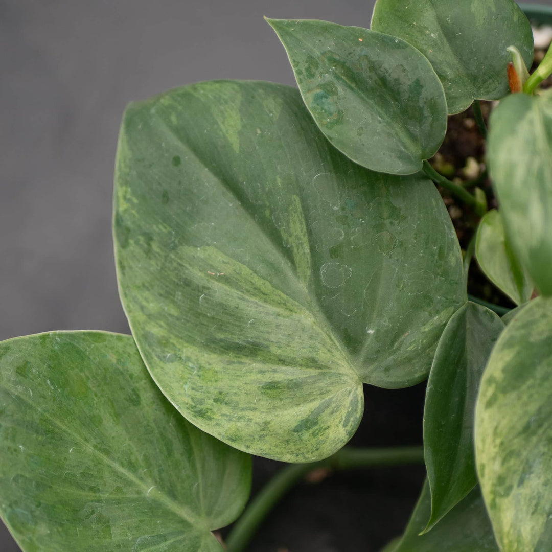 Gabriella Plants Philodendron Philodendron hederaceum variegated