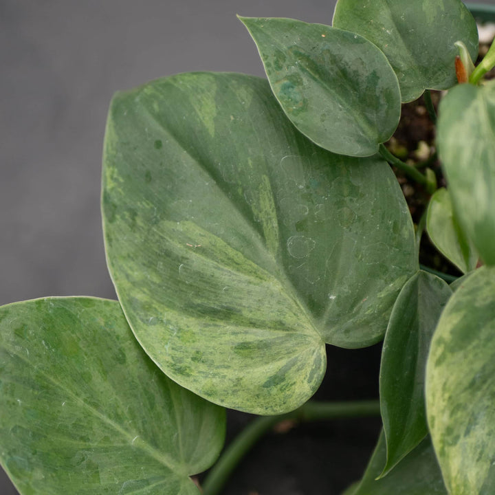 Gabriella Plants Philodendron Philodendron hederaceum variegated