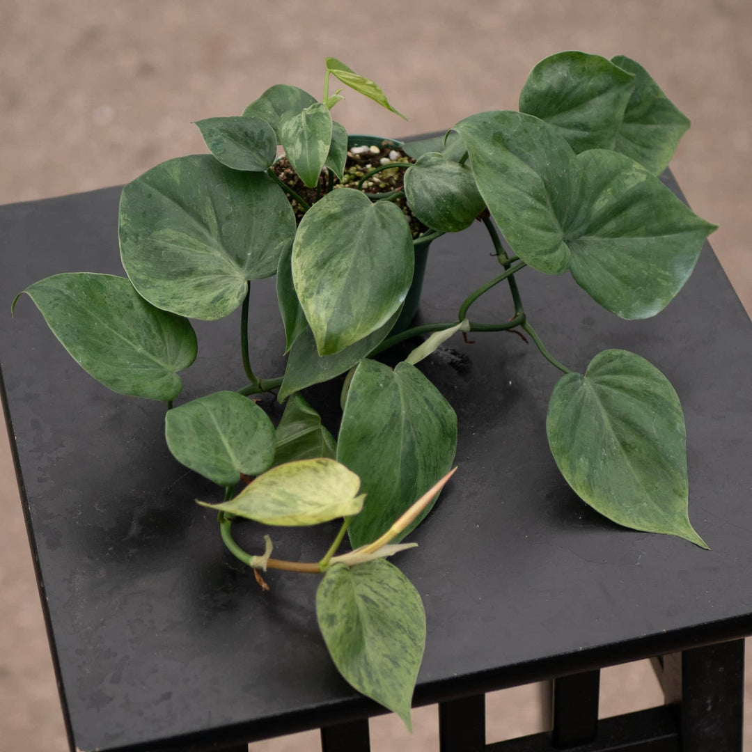 Gabriella Plants Philodendron Philodendron hederaceum variegated