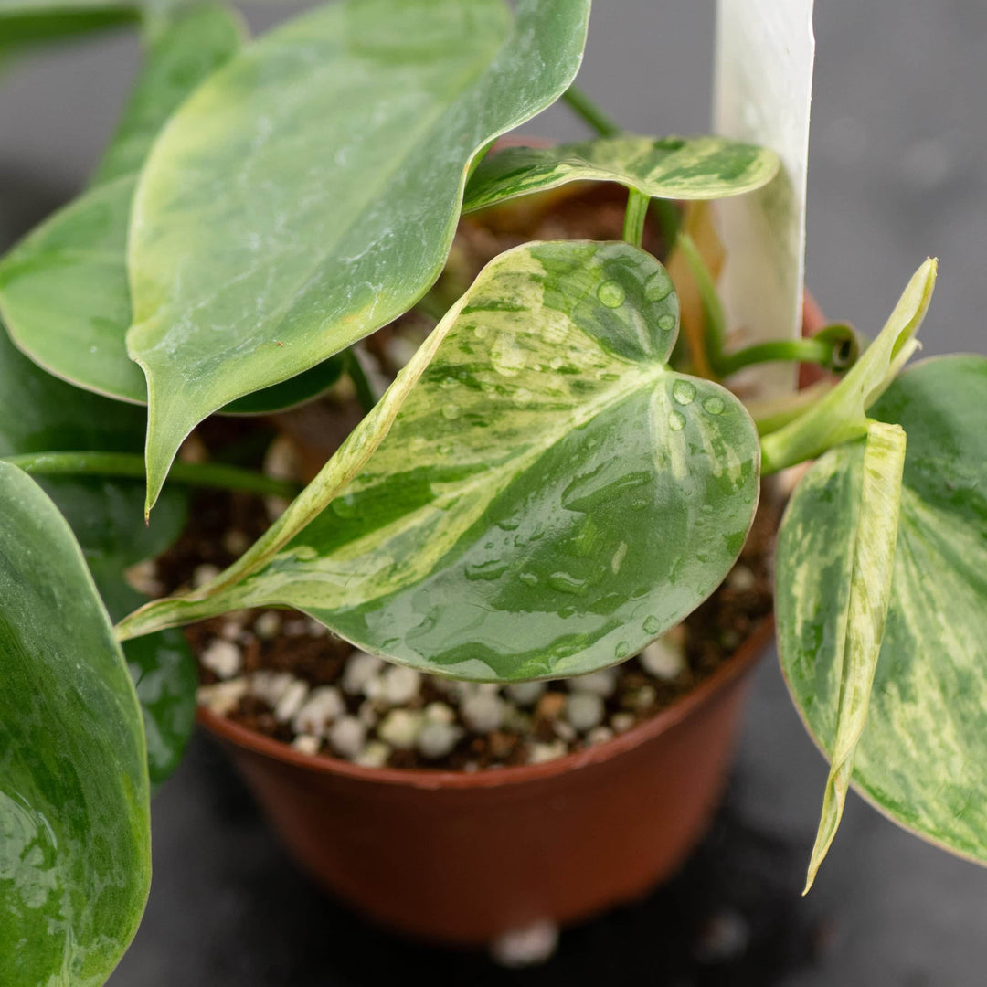 philodendron hederaceum var. oxycardium variegated Philodendron hederaceum variegated