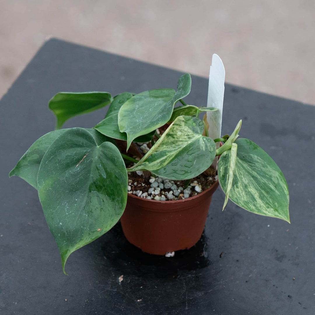 philodendron is mostly green not varigated Philodendron hederaceum variegated