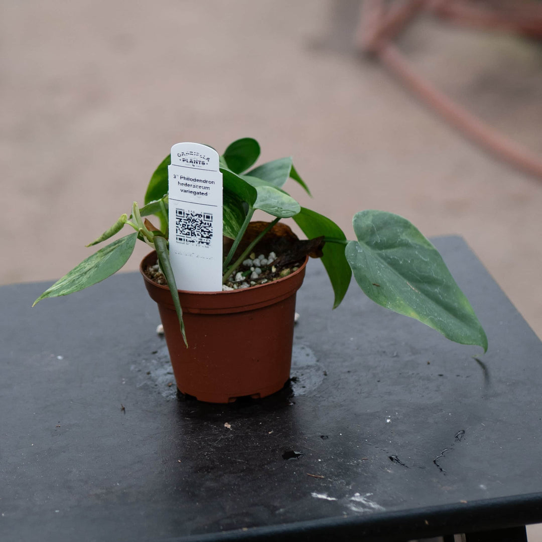 philodendron hederaceum variegated for sale Philodendron hederaceum variegated
