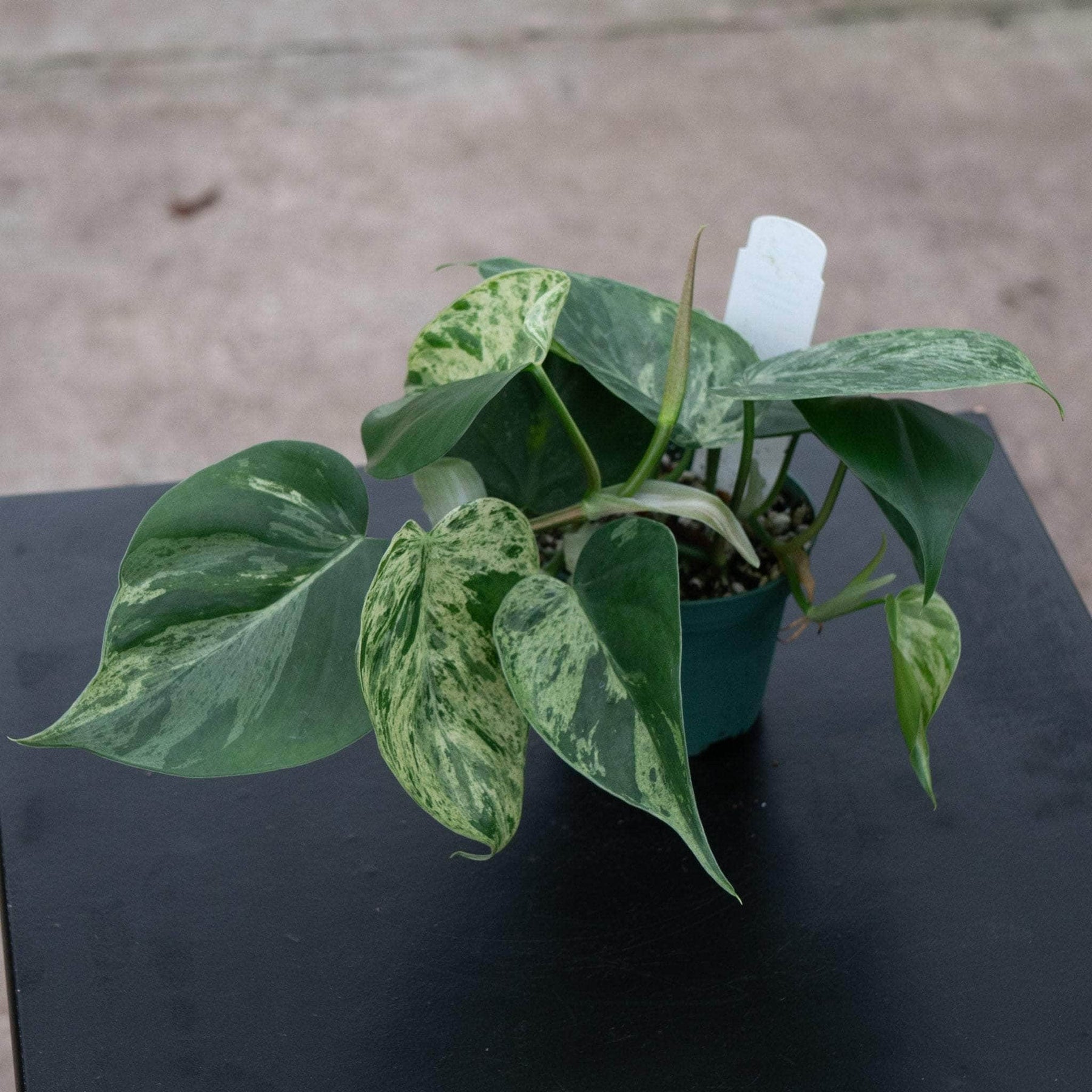 philodendron hederaceum var kirkbridei schott Philodendron hederaceum variegated