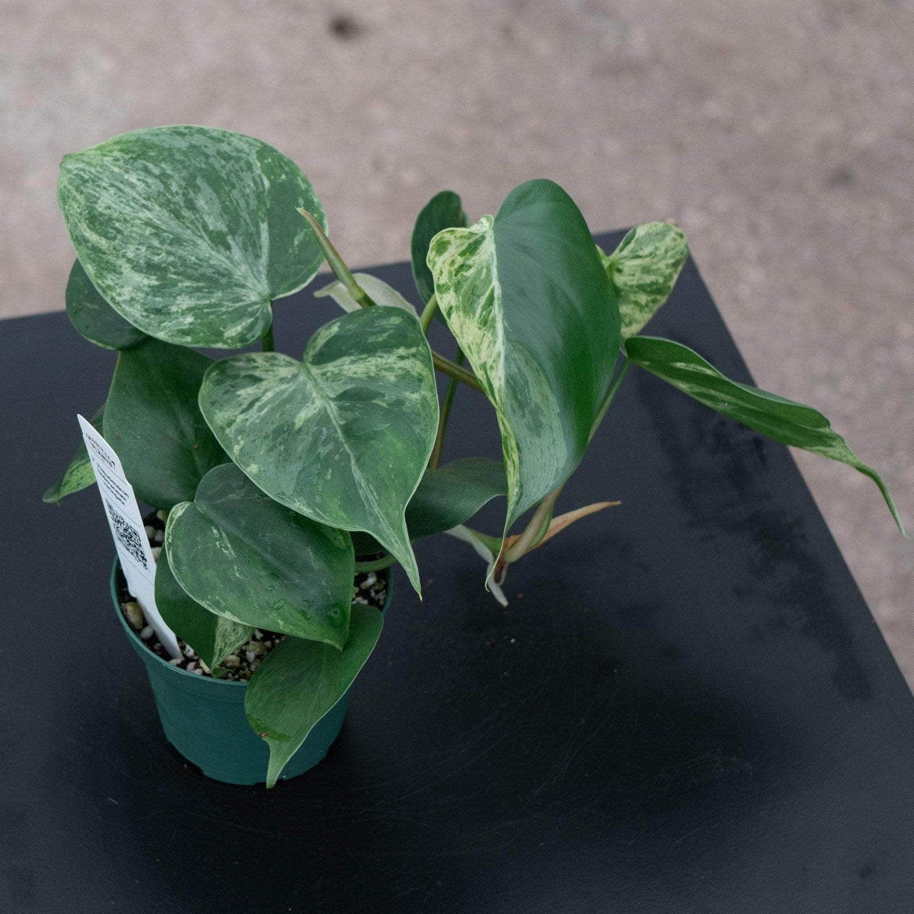variegated philodendron hederaceum Philodendron hederaceum variegated