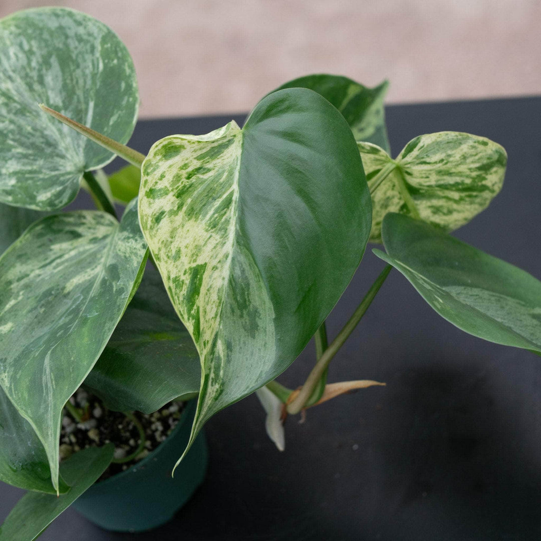 climbing philodendron heartleaf variegated Philodendron hederaceum variegated