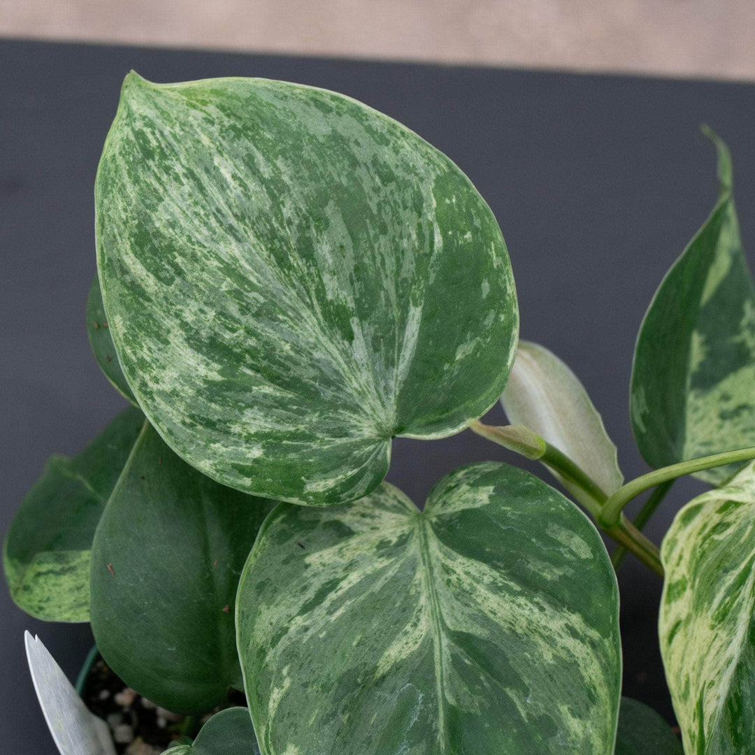 philodendron hederaceum var. oxycardium variegated Philodendron hederaceum variegated