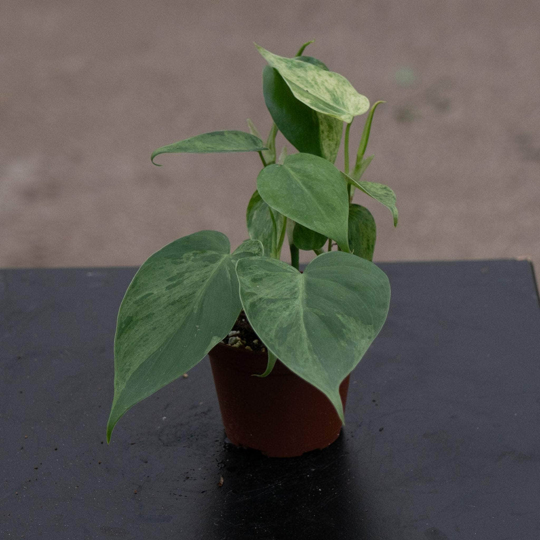 Gabriella Plants Philodendron 3" Philodendron hederaceum variegated