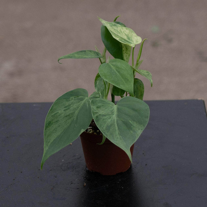 Gabriella Plants Philodendron 3" Philodendron hederaceum variegated