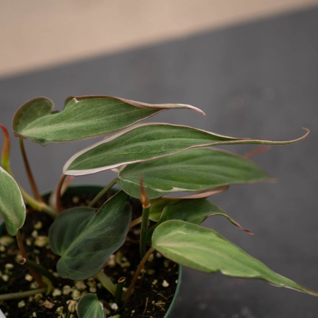 philodendron hederaceum var micans Philodendron hederaceum variegated 'Micans'