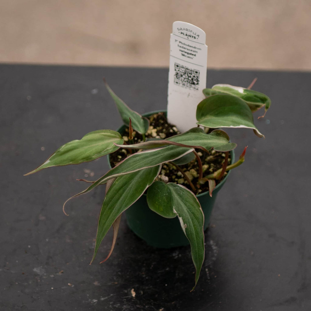 Gabriella Plants Philodendron 3" Philodendron hederaceum variegated 'Micans'