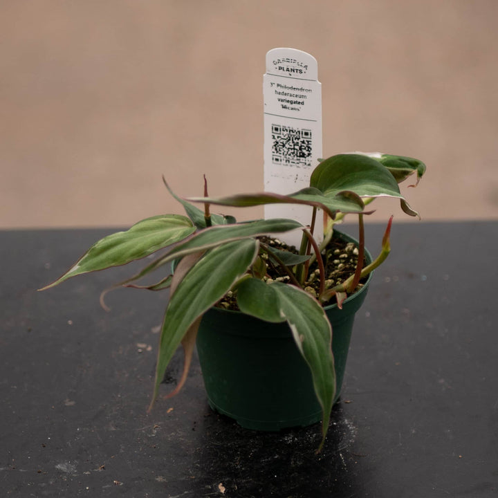 Gabriella Plants Philodendron 3" Philodendron hederaceum variegated 'Micans'