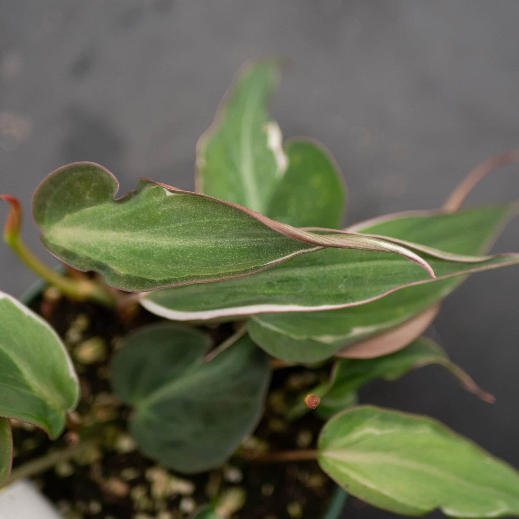 philodendron hederaceum var micans Philodendron hederaceum variegated 'Micans'