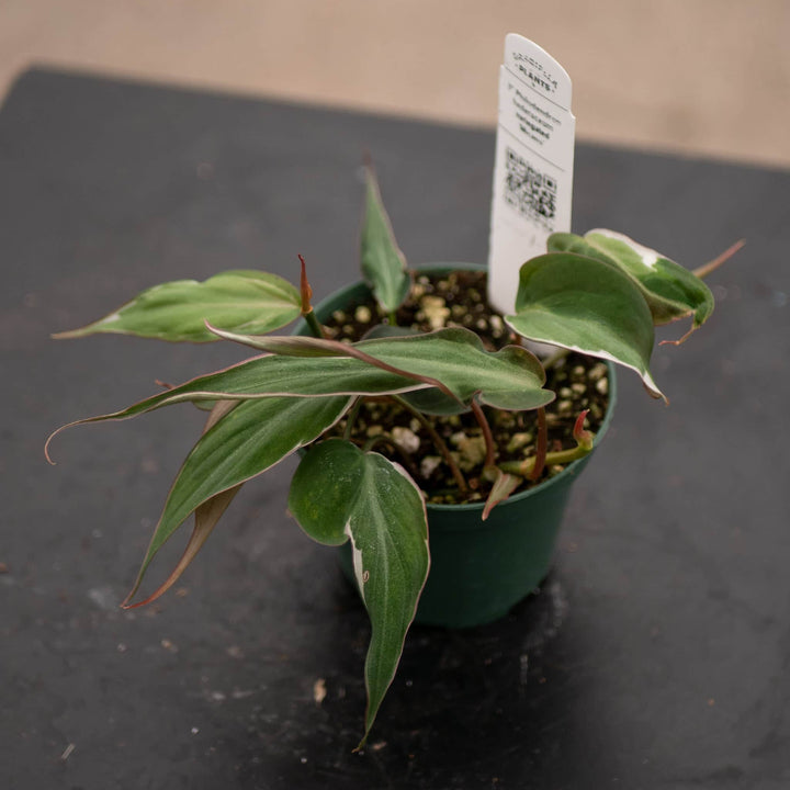 Gabriella Plants Philodendron 3" Philodendron hederaceum variegated 'Micans'