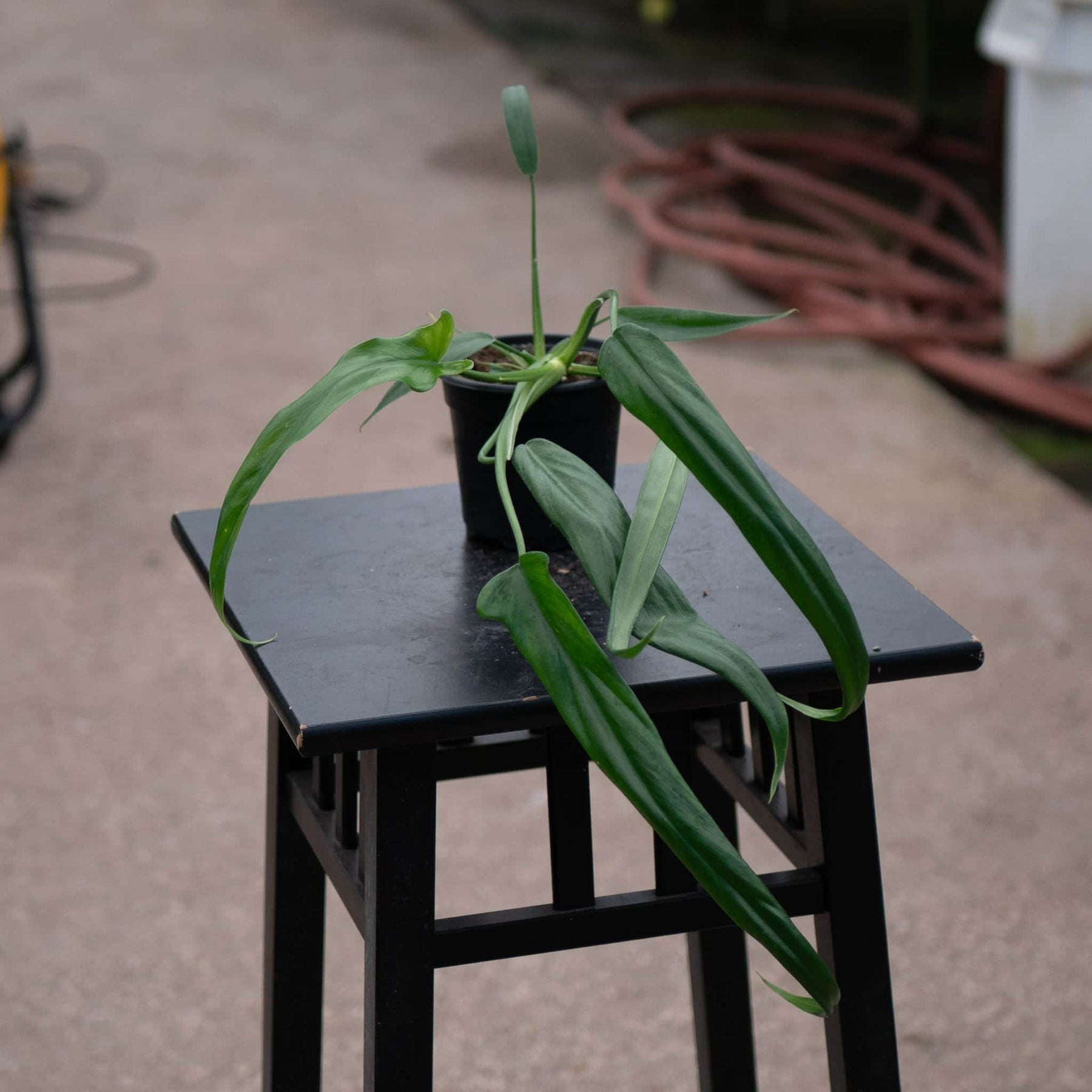 philodendron holtonianum mature Philodendron holtonianum