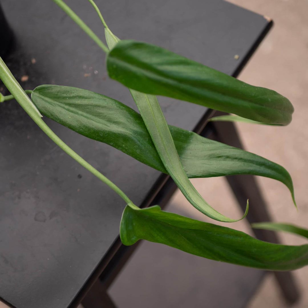 philodendron holtonianum care Philodendron holtonianum