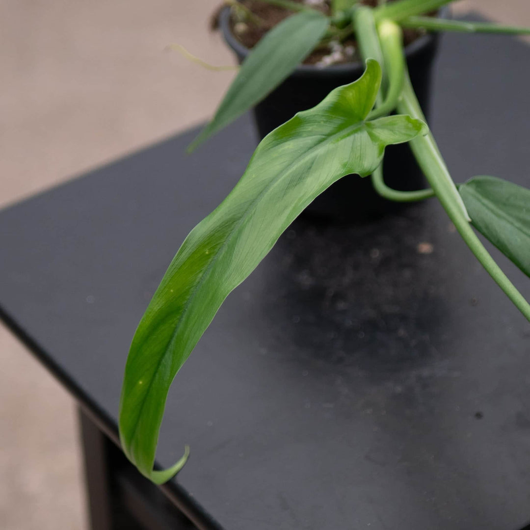 holtonianum philodendron Philodendron holtonianum