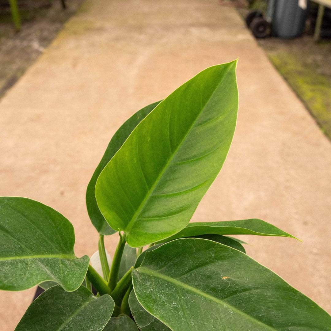philodendron imperial green size Philodendron 'Imperial Green'
