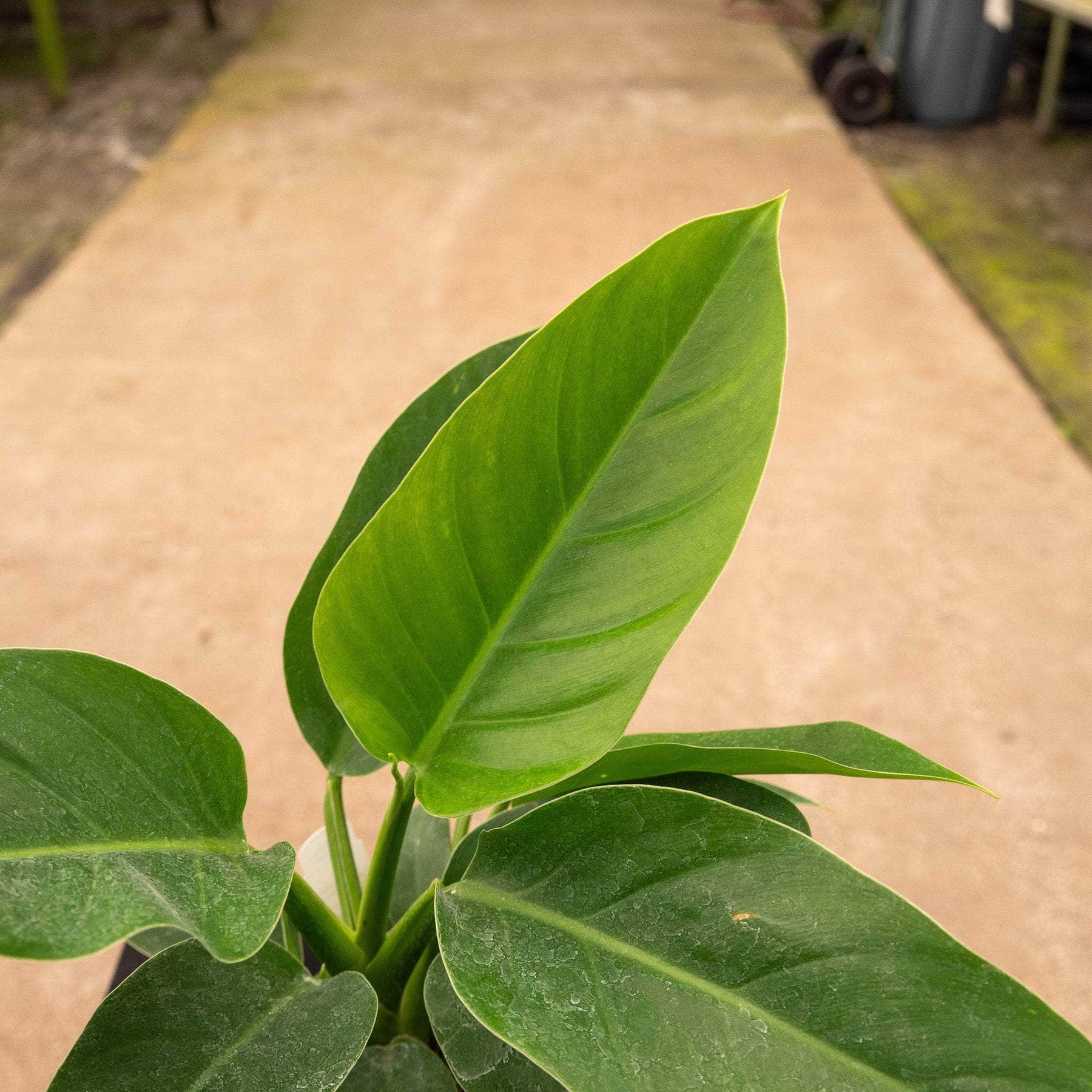 philodendron imperial green scientific name Philodendron 'Imperial Green'