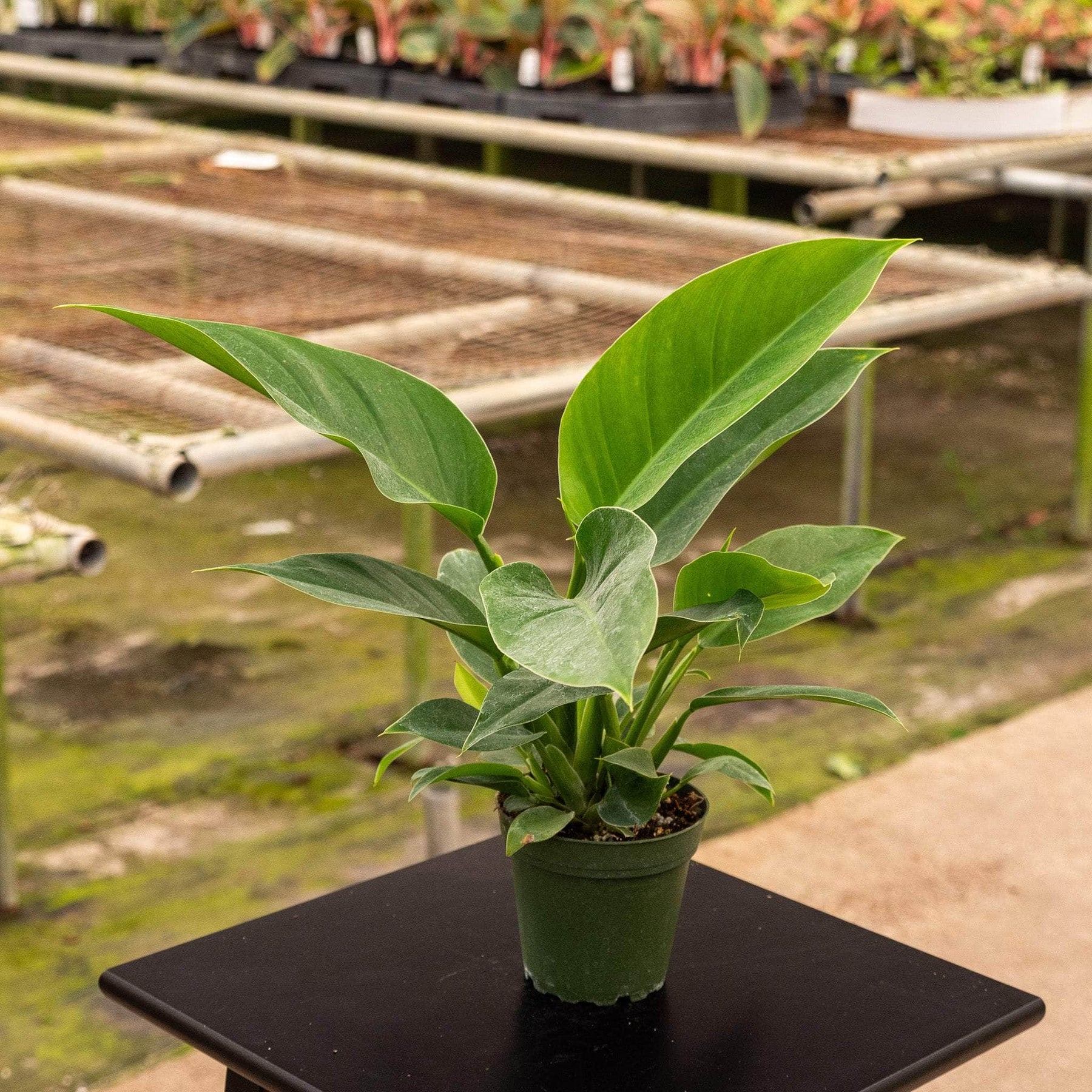 philodendron imperial green light Philodendron 'Imperial Green'