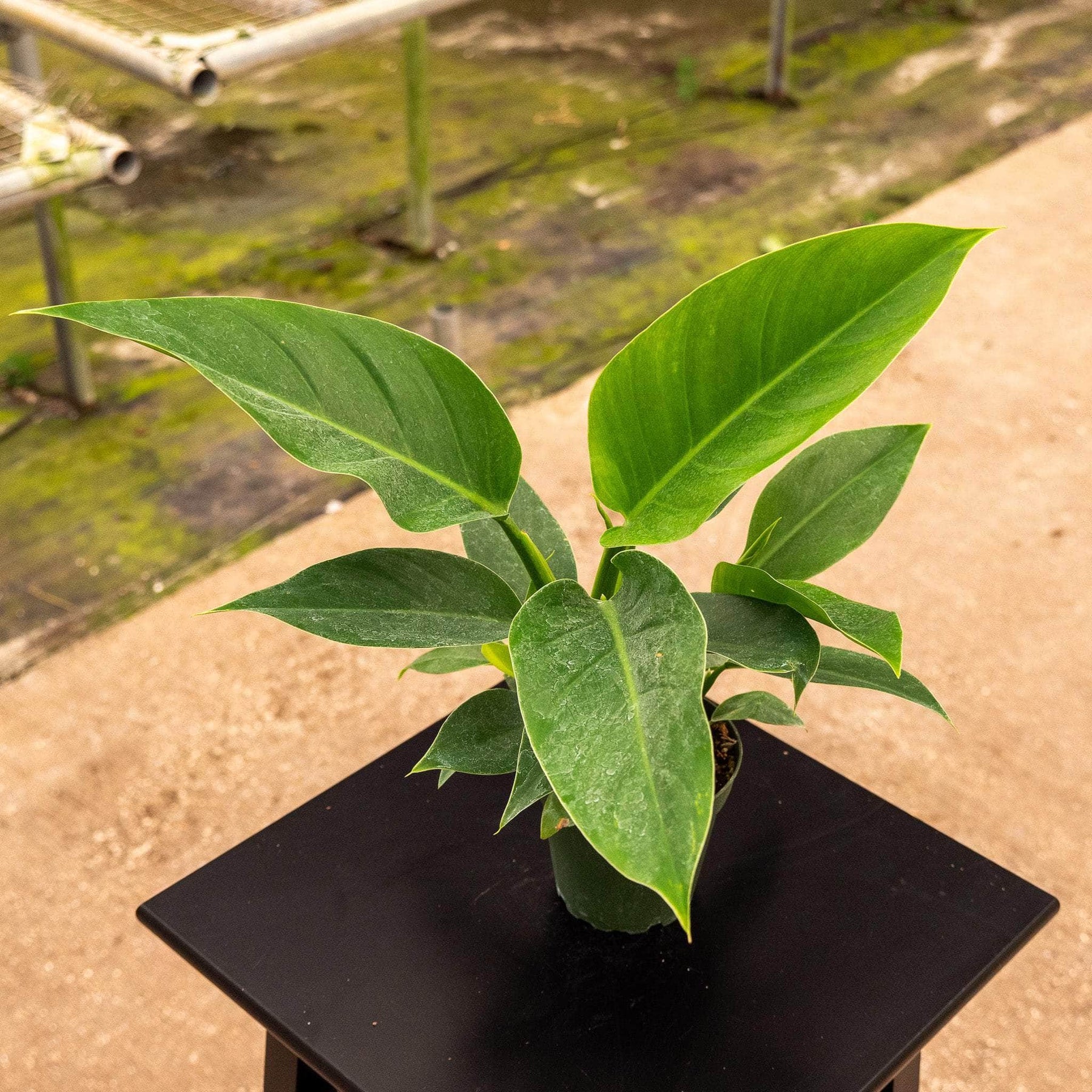 jumbo philodendron imperial green Philodendron 'Imperial Green'
