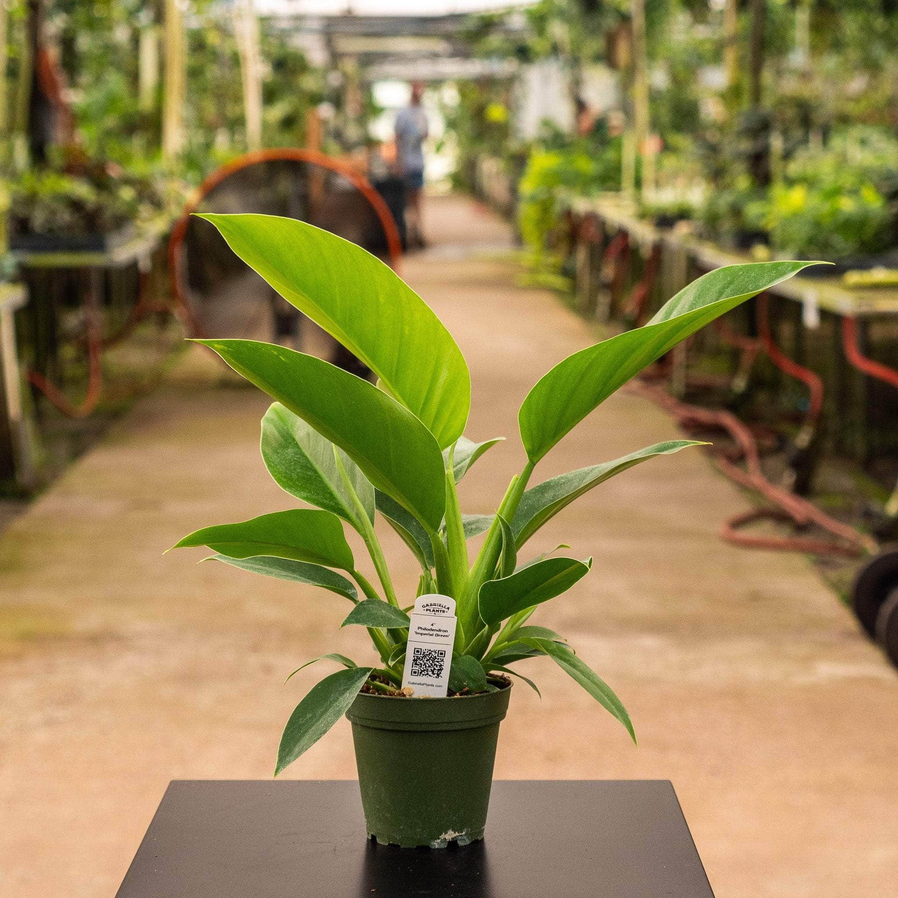 jumbo philodendron imperial green Philodendron 'Imperial Green'