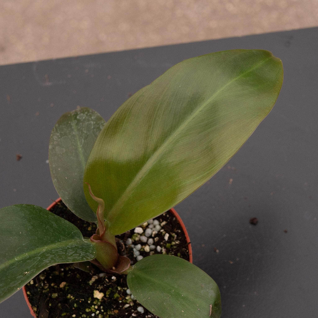 philodendron empire red Philodendron 'Imperial Red'