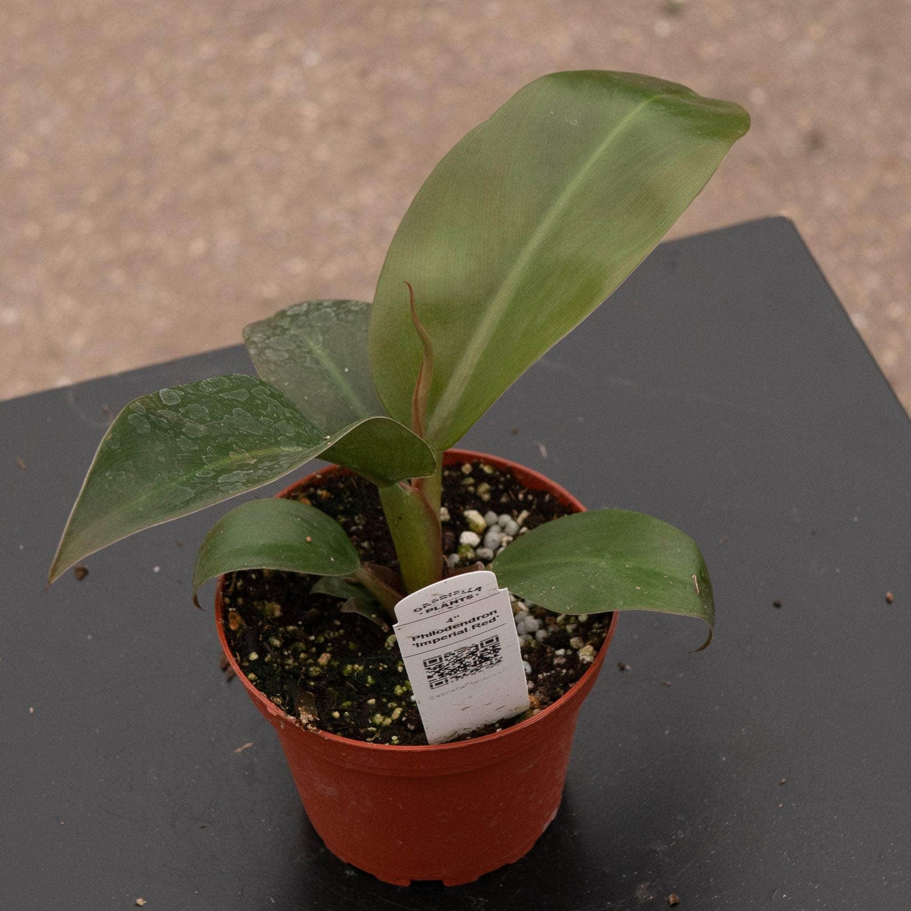philodendron imperial.red Philodendron 'Imperial Red'