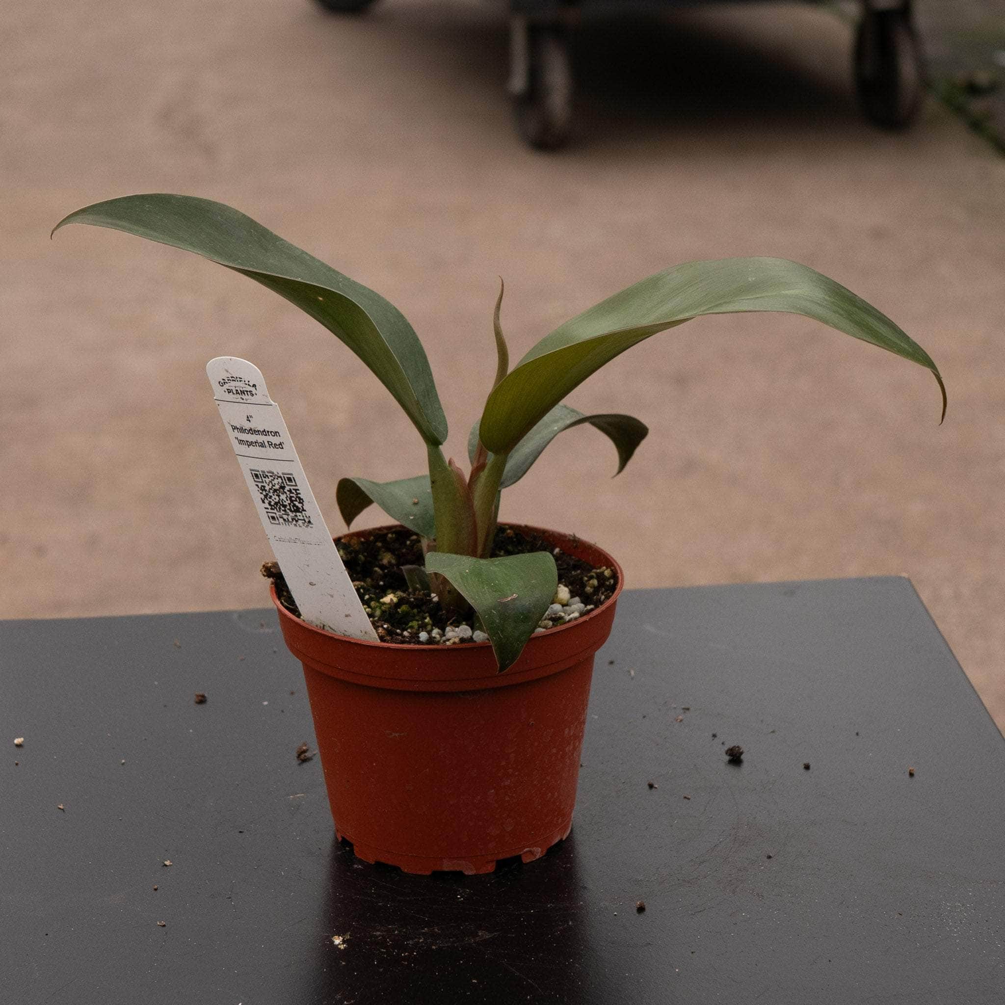 imperial red philodendron price Philodendron 'Imperial Red'