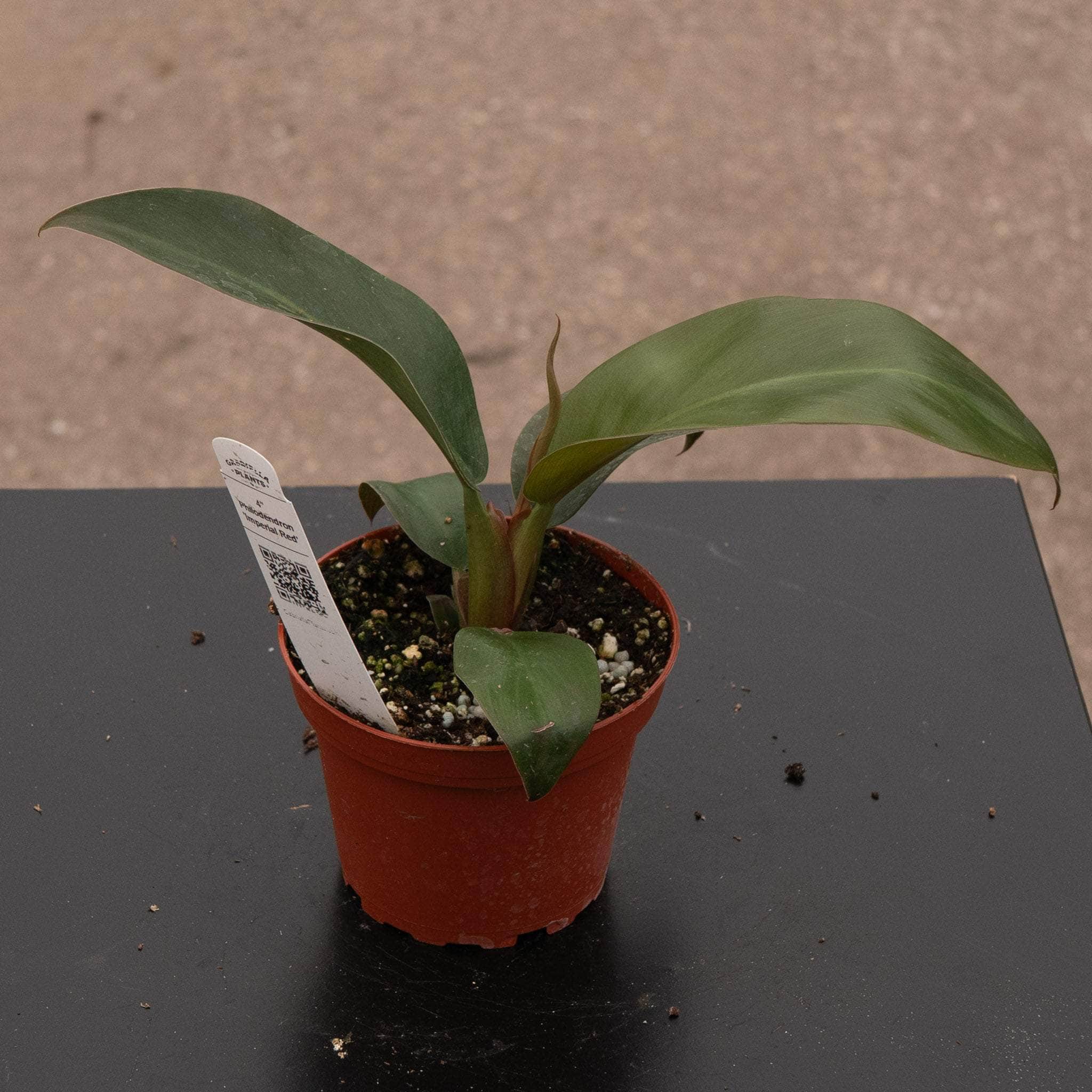 philodendron imperial red baby Philodendron 'Imperial Red'