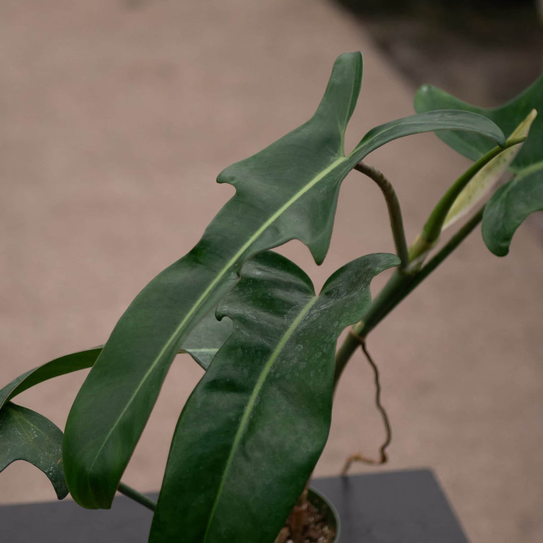philodendron ecuador jerry horne Philodendron 'Jerry Horne'