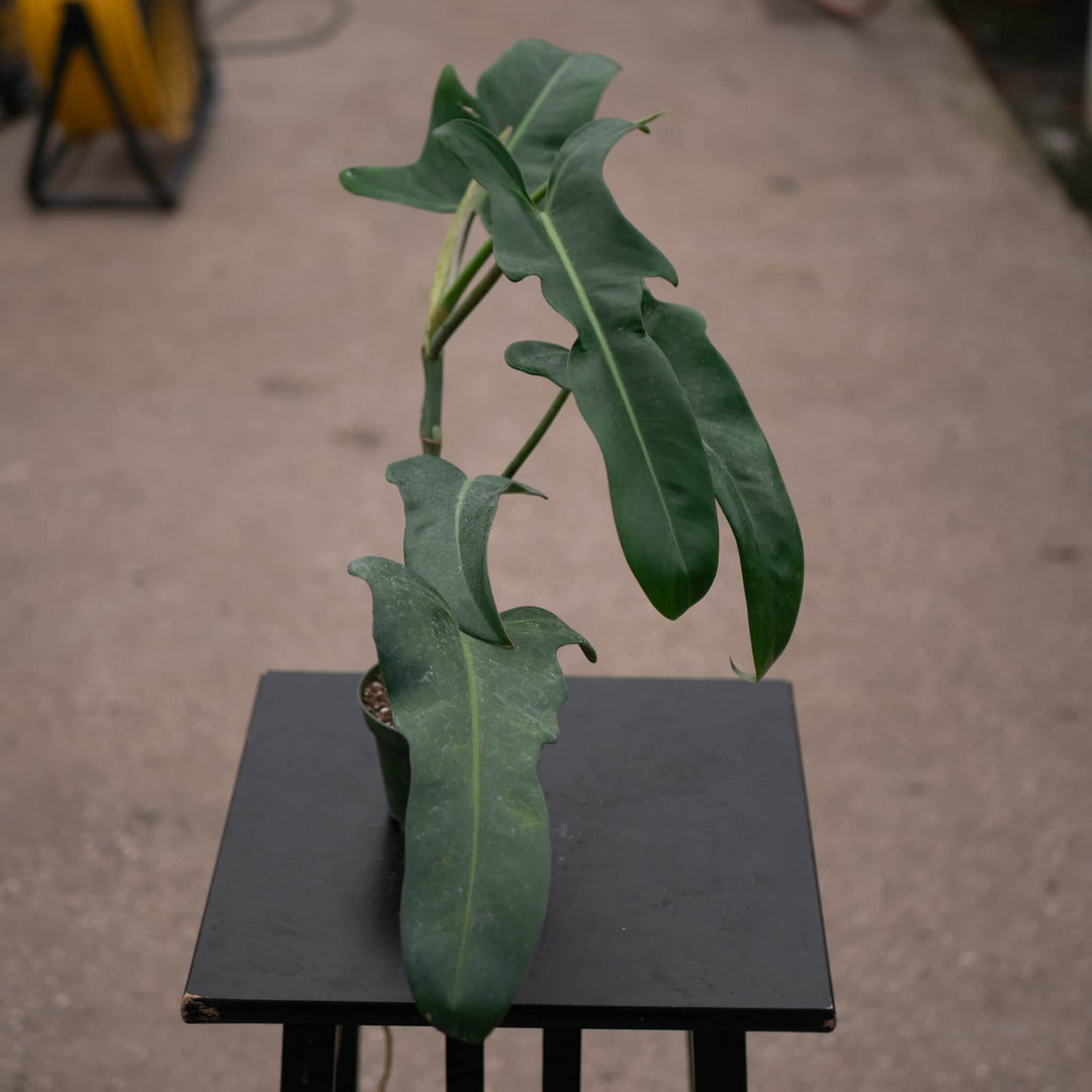 Gabriella Plants Philodendron 4" Philodendron 'Jerry Horne'