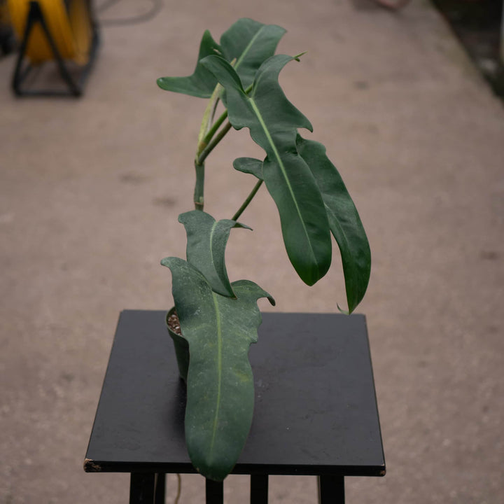 Gabriella Plants Philodendron 4" Philodendron 'Jerry Horne'