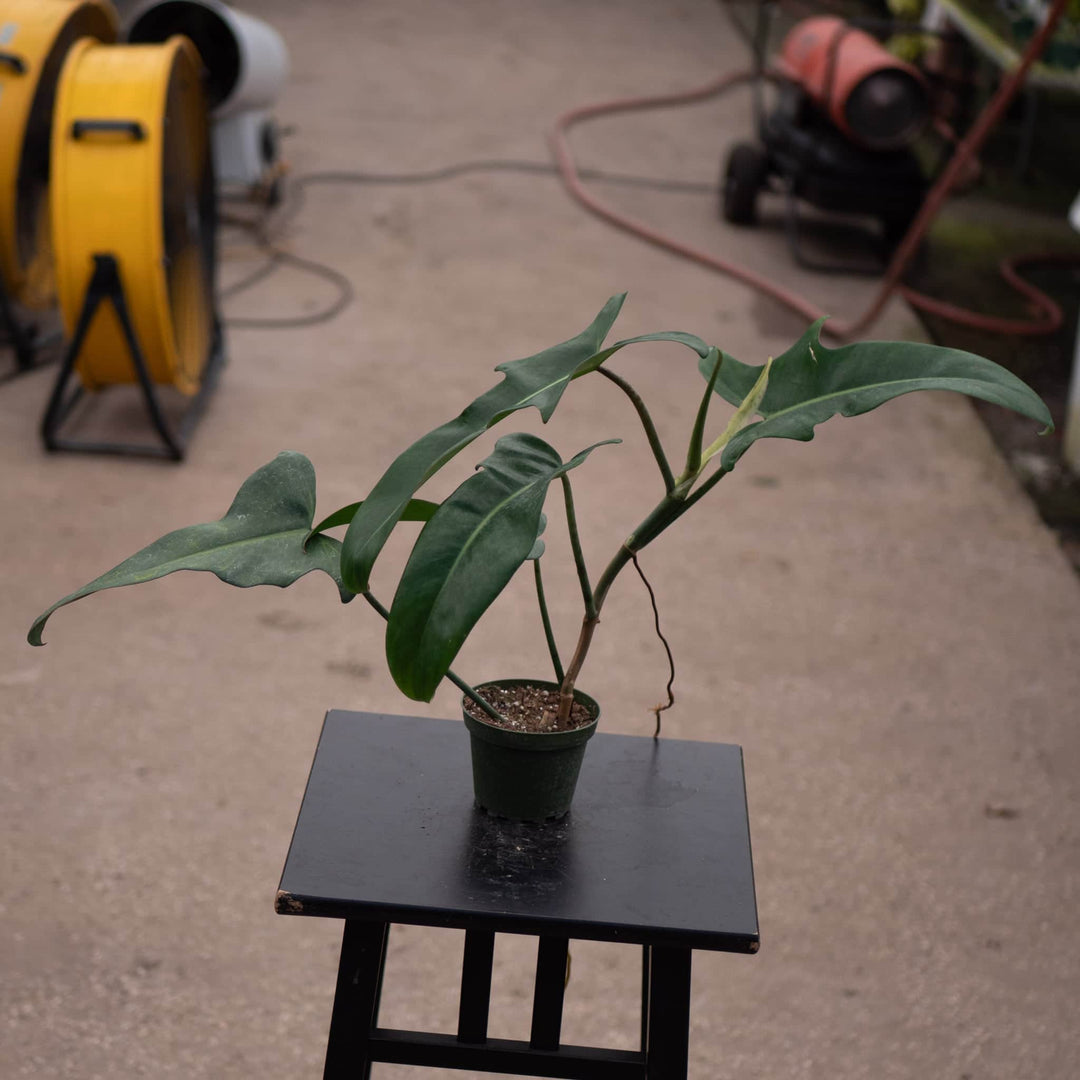 philodendron jerry horne care Philodendron 'Jerry Horne'