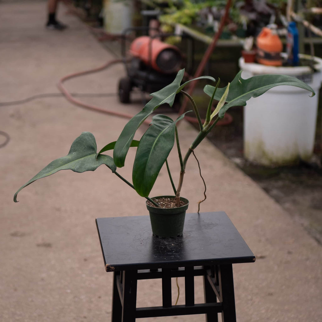 philodendron jumbo Philodendron 'Jerry Horne'