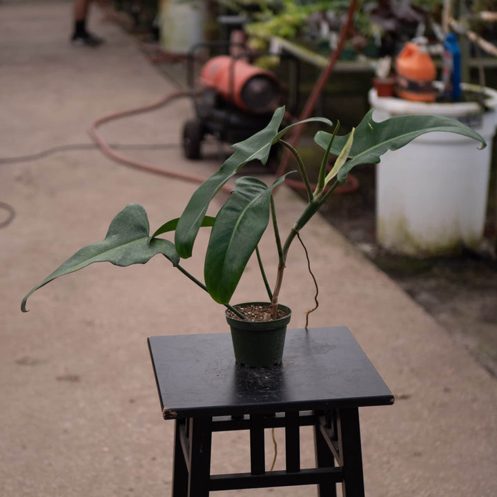 Gabriella Plants Philodendron 4" Philodendron 'Jerry Horne'