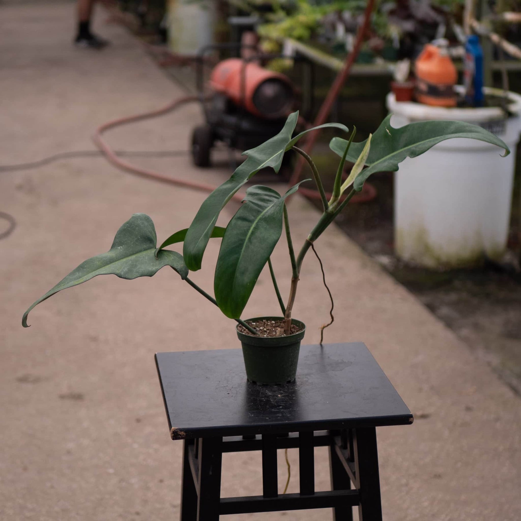 philodendron ecuador jerry horne Philodendron 'Jerry Horne'