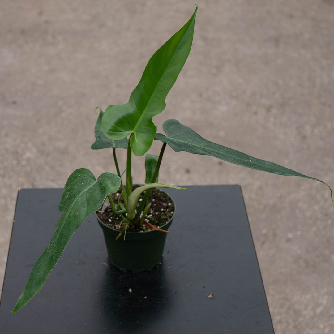 Gabriella Plants Philodendron 4" Philodendron 'Jerry Horne'