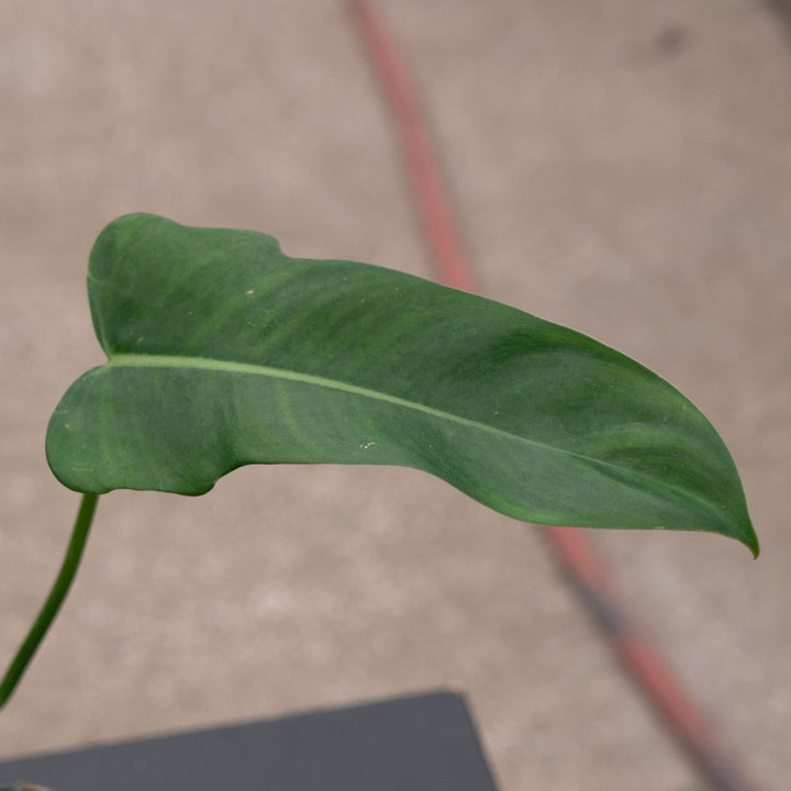 Gabriella Plants Philodendron 4" Philodendron &