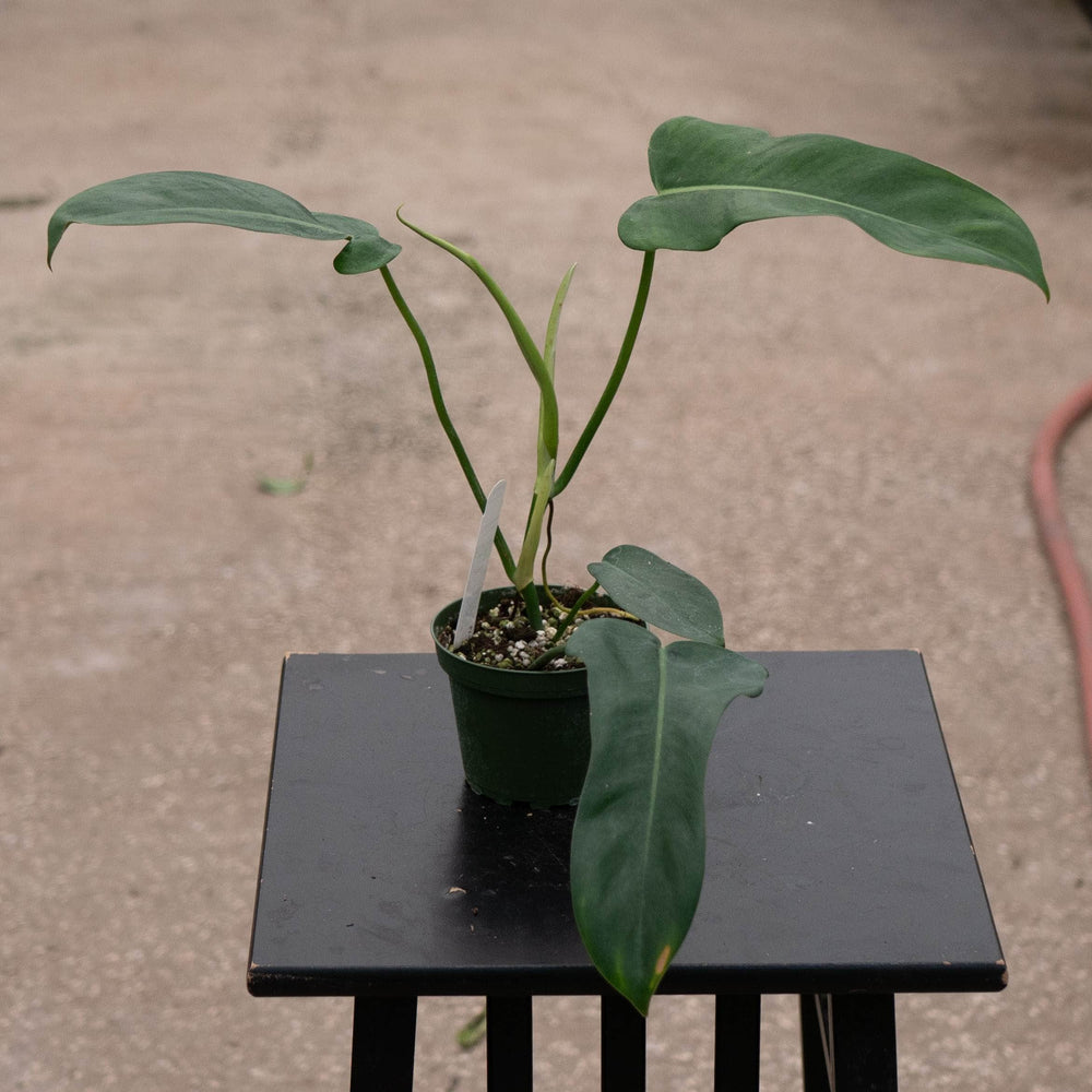 Gabriella Plants Philodendron 4" Philodendron 'Jerry Horne'