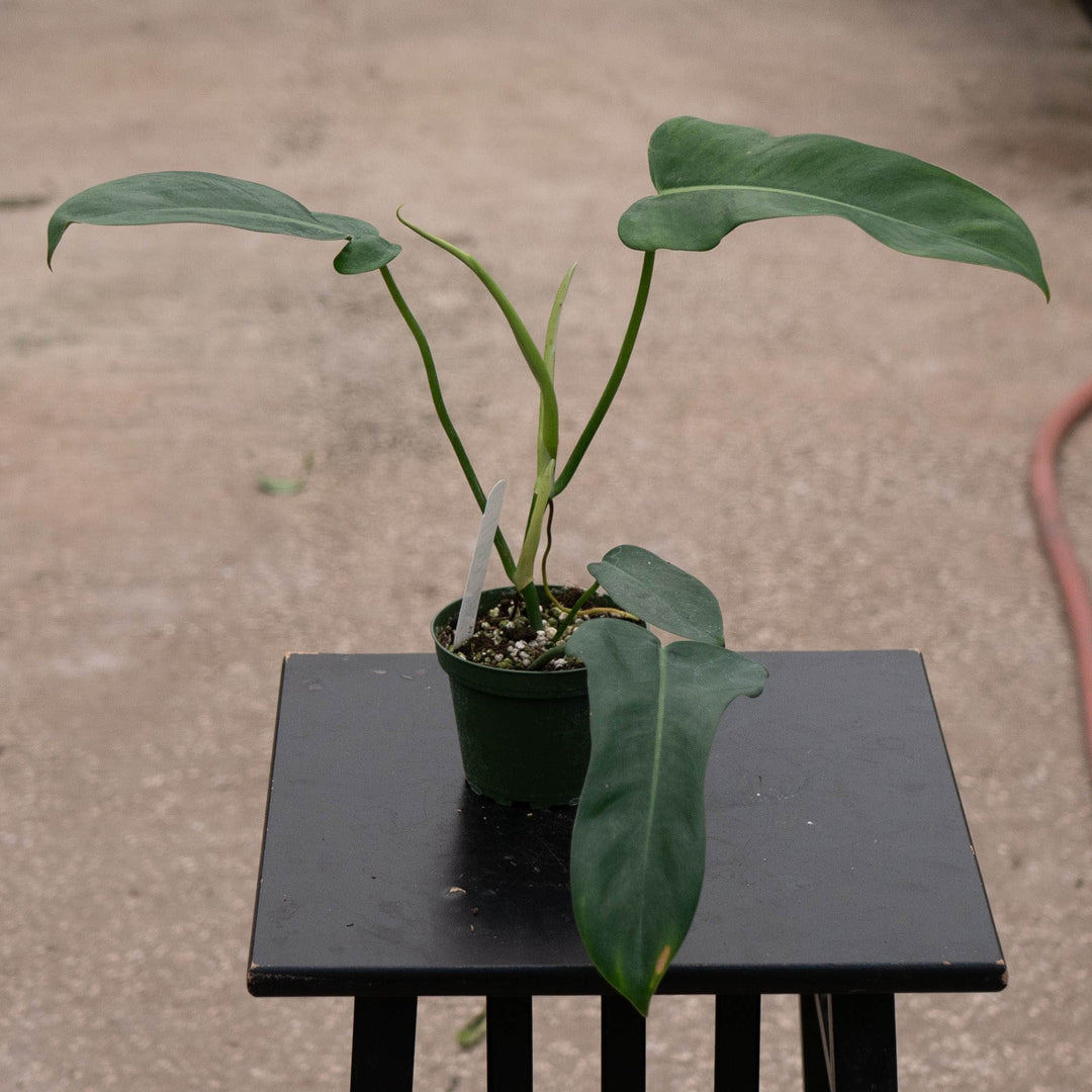 Gabriella Plants Philodendron 4" Philodendron &
