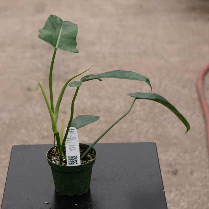 Gabriella Plants Philodendron 4" Philodendron &