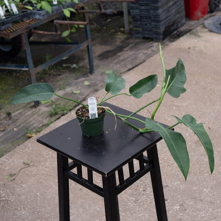 Gabriella Plants Philodendron 4" Philodendron &