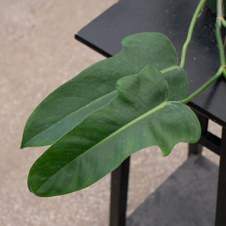 Gabriella Plants Philodendron 4" Philodendron &